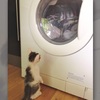 「心愛的毯子丟洗衣機後，喵皇已經等了30分鐘了...」這些養貓的人才會遇到的爆笑趣事...讓人完全笑噴！