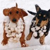 「我家狗出門玩雪回來，身上竟然多了好幾顆白玉湯圓」主人靠近一摸馬上就笑了出來XD