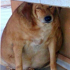 狗狗流浪13年被餵成36公斤重的「肥海豹」...胖到走不動！生平第一次感受被人疼愛的感覺...牠的超大變化讓人好感動！