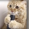 超萌小貓玩吸塵器，牠嘴巴突然被吸住後的爆笑反應...網友全融化！（附影片）