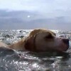 狗狗每天都「跳海」...只為了找牠的海洋好朋友玩！超奇特友情讓人看了都融化！