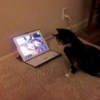 最愛的大狗哥哥過世後貓咪一直悶悶不樂...主人播放他們一起玩耍的影片，喵喵的舉動讓人看了超鼻酸！