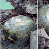 「是我多年前救過的烏龜嗎！？」樹林遇見有著閃亮龜殼的烏龜，醫生秒感動落淚！