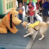 帶導盲犬到迪士尼樂園玩，當牠看到「布魯托」時竟然...超可愛的失控場面讓人完全融化！