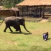 這隻大象的飼養員跌倒在地，而大象的反應是？真的是太溫馨的瞬間！