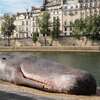 巴黎塞納河堤上一隻「擱淺鯨魚」令民眾傻眼，「科學家」封鎖現場調查的形容讓人吃驚！