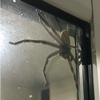 哭著說再也不敢走出家門了，大家看到他家門外的大蜘蛛後全嚇噴！（附影片）
