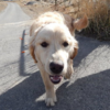在荒郊野外被一隻可愛的黃金獵犬搭訕，駕駛下車跟牠玩了一下...竟意外救了牠一命！