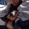 心疼！拉布拉多犬海中苦游30分鐘，所幸路過帆船伸手營救成功保住狗兒一命！