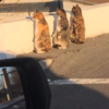 開車開一半，看到三隻貓站在那邊看東西，沒想到下一秒網友就笑炸啦！