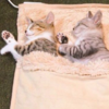 兩隻小貓最愛在電暖毯睡覺，過了一年後...所有網友全部笑炸啦！