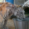 世界最慘的老虎，被拯救8個月後變得超愛泡澡，超幸福的模樣讓人大落淚！
