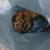 濕透的幼貓被困在打死結的塑膠袋，暖心人救援一週後...牠驚人的改變讓所有人大落淚！