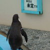 企鵝很認真的看著牆上的告示牌，知道告示牌上寫的字後網友都笑炸啦！