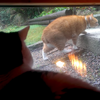 窗外看見肉肉橘貓正要離開，牠離開的方式讓網友全笑倒啦！（附影片）