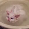小貓正在泡澡，把拔想抱牠出來時，下一秒竟然...網友全融化啦！（影片）