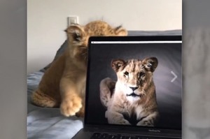 螢幕上有隻兇猛威武的獅子，等牠露出真面目之後...大家都邊笑邊融化了!!