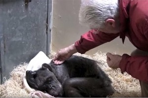 59歲黑猩猩虛弱到無法行動，直到超過40年老友來探視後...牠喜出望外的表情真的被暖哭！！(影片)