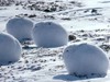 「這一顆顆到底是...」這些推特上讓網友熱議的神祕生物...包準你絕對沒親眼見過!