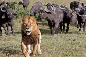 「X的牠們人太多了！」被追的水牛居然烙來一堆同伴，獅子一臉驚恐落荒而逃！