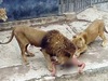 男子想「自殺」脫光跳進獅籠,園方為了拯救男子只好「射殺」獅子!