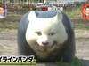 綜藝節目調查日本街頭出現的熊貓...為甚麼每一隻都那麼詭異啦!!!