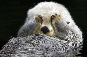 海獺為什麼用手遮住雙眼？真正原因絕對不是因為牠害羞啦！（圖+影片）