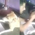 印度男教狗狗寫字,學不會就直接打巴掌,網友:「這種人能讓他養小孩嗎?」