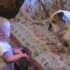 「你為什麼都不回應!」超淡定鬥牛犬默默承受小baby的憤怒攻勢~超級反差萌會讓你覺得好笑!
