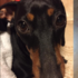 聽到愛犬「把阿婆的假牙嗑了」好擔心!主人奔回家卻被氣到哭...「這潔牙棒要八萬塊啊」!
