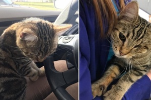 貓咪知道自己需要幫助——於是牠主動跳進了車內坐在女子的大腿上求助