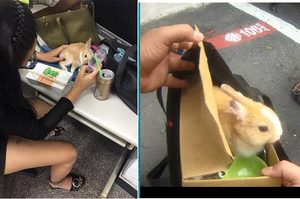 毒販緊抓袋子以為窩藏毒品,警方盤查後提袋竟有萌兔探頭...令人不勝唏噓啊!