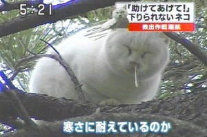 流浪貓在樹上冷到「流鼻涕」...為了把牠救下來，喵喵被「逮捕」的模樣真的太爆笑啦！