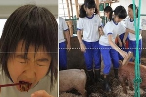 日本震撼教育：讓學生把小豬養大後殺了吃掉，讓學生感受「生命」意義...這到底是在震撼還是教育？