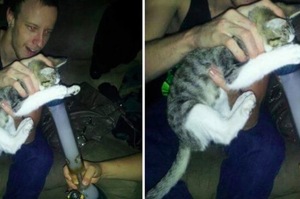 惡劣！德國毒男抓小貓，用力強迫逼牠「吸大麻」，朋友不阻止還覺得超有趣