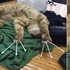 啊世界不拯救了嗎?喵咪熟睡變成「金剛狼」,先把任務擺一邊...喵:「交給那隻藍毛的啦!」