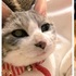 鏟屎官說主子只要一梳毛就「形象盡失」,一看到牠「大翻白眼」的照片,網友嘴角全失守!