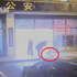 薩摩耶出門散步跟主人走失,半夜自己到警察局「報案」:我家鏟屎官迷路了!