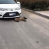車主撞到狗狗後第一件事不是下車查看,而是拿出...讓人覺得超級傻眼啊!!!