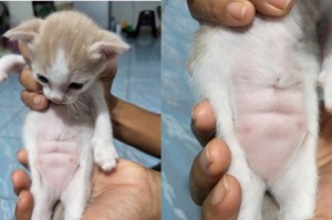 意外發現小貓粉紅肚肚上的超萌腹肌？但這可能代表身體出了狀況了喔！