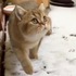 「這白色貓砂也太冰!」貓咪第一次看到真的雪,好奇又害怕的樣子超可愛!