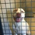 親媽欲淹死兒子被比特犬拚命救下,警察卻說狗有攻擊性必須抓起來