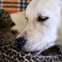 黃金獵犬收養了一隻花豹寶寶，網友直呼：長大後是最硬後台！XD 圖+影