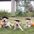 超有愛!六隻導盲犬戴上「學士帽」出席畢業典禮:「我們畢業啦!」