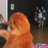 為了爭箱子兩隻貓大打出手,後面看熱鬧的吉娃娃卻成了焦點!!XDD