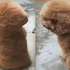 狗狗下雨天不能出門太鬱悶,牠一轉身大家都笑了!