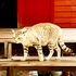 誰說貓不會看家?比狗還猛的泰國「看門神貓」,只要靠近家門就會被牠貓爪伺候!