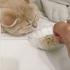 在熟睡喵皇面前放上他最愛的零食,他聞到後...邊睡邊吃的樣子讓鏟屎官傻眼啦!!(影片)