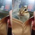 打開零食袋花栗鼠就忍不住鑽進去,然後下一秒跟主人的互動...讓網友全都融化了~~