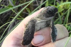 「請問你知道大海怎麼走嗎？」孵化之後意外迷了路，超暖生物學家護送小海龜返回大海！